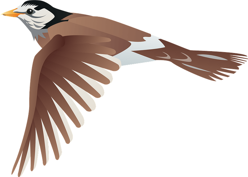 Starling Bird PNG Photos