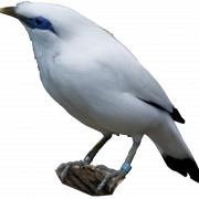 Starling Bird Png Pic