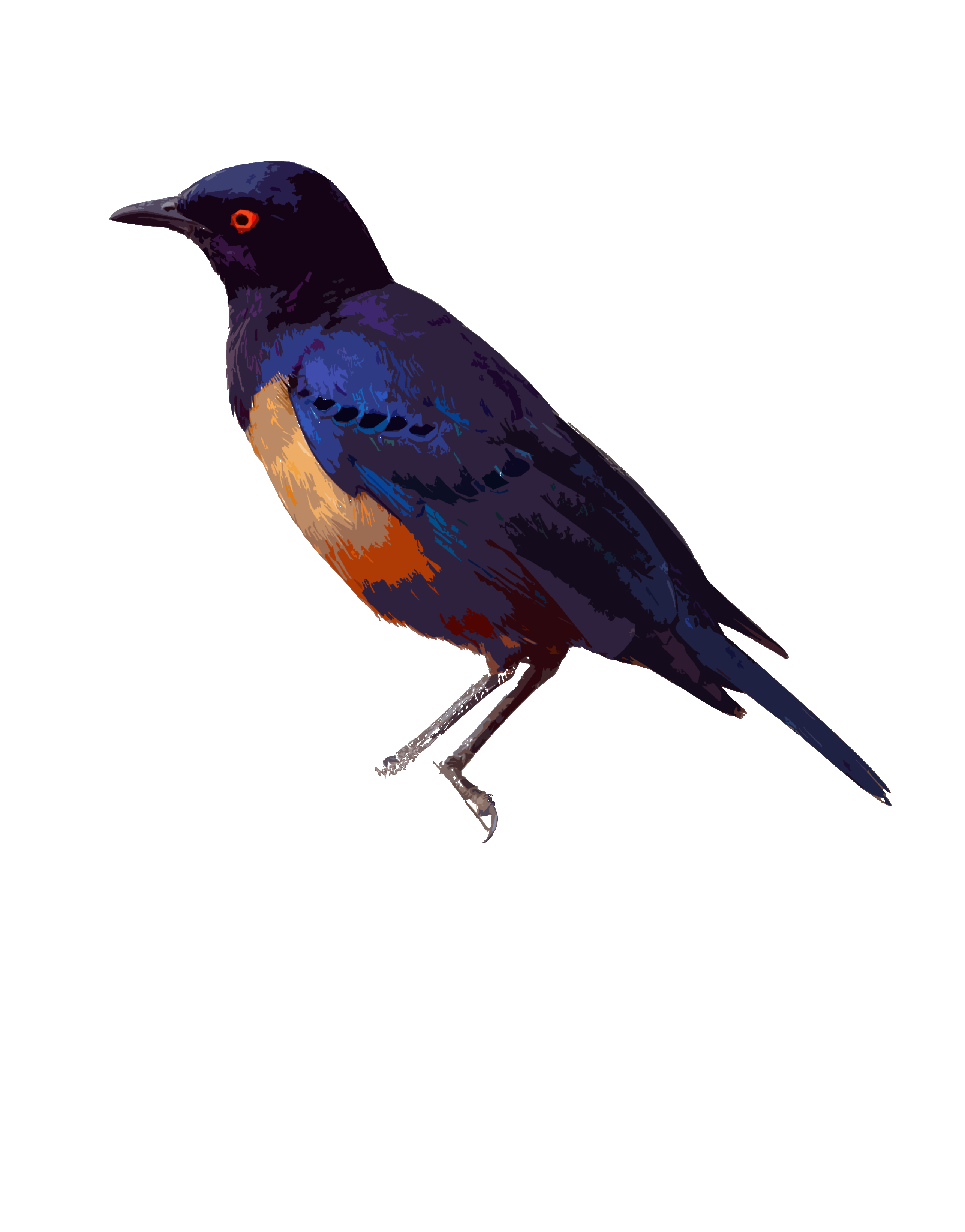 Starling Bird PNG Picture