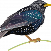 Starling PNG File