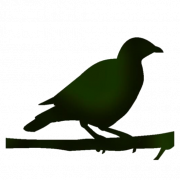 Starling PNG Image