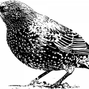 Images PNG starling