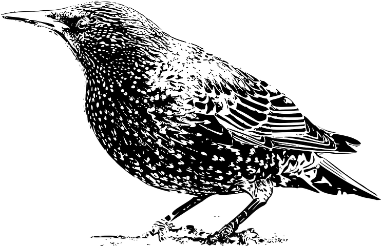 Starling PNG Images