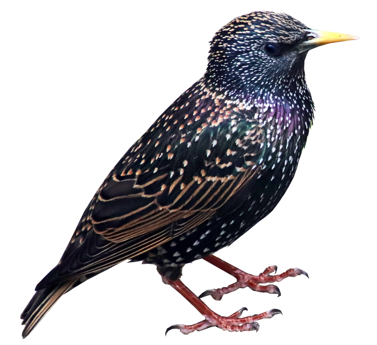 Starling PNG Picture