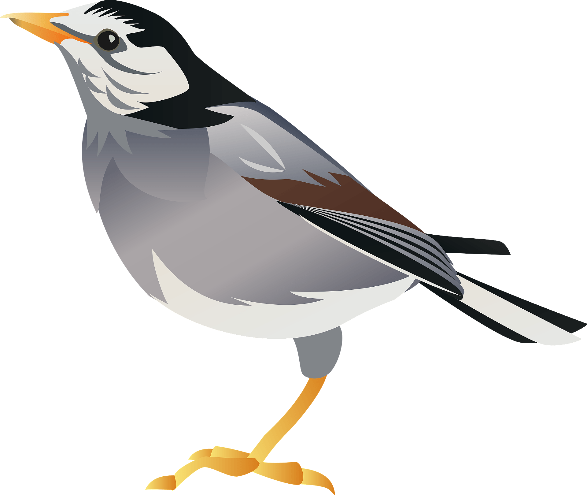 Starling PNG