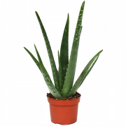 Aloe vera png