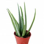 Aloe vera png dosyası