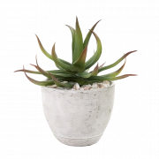 Aloe vera png ücretsiz görüntü
