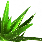 Aloe vera png görüntü hd