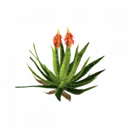 Aloe vera png görüntüleri