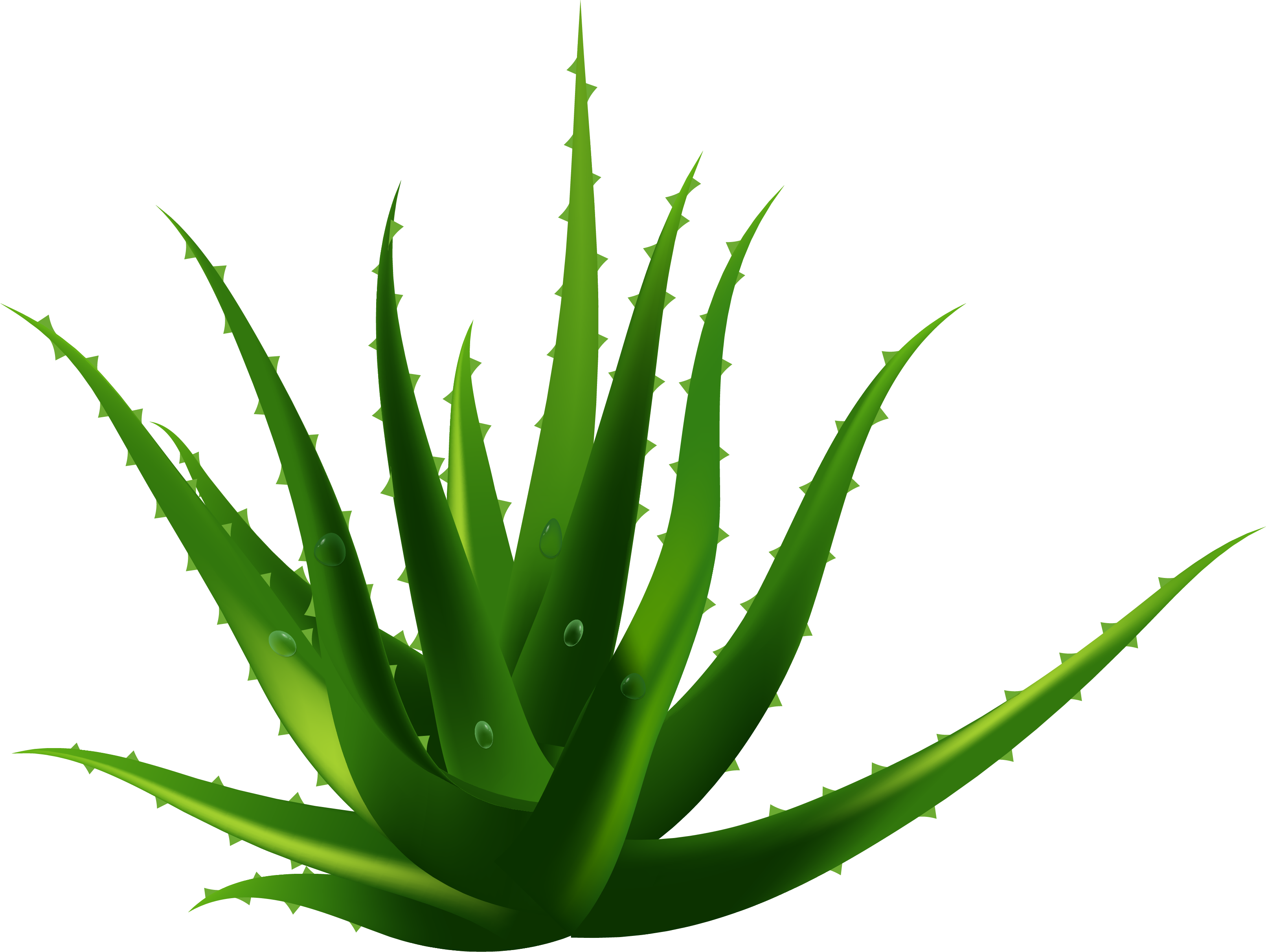 Aloe vera png görüntüleri hd