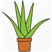 Aloe vera png fotoğrafı