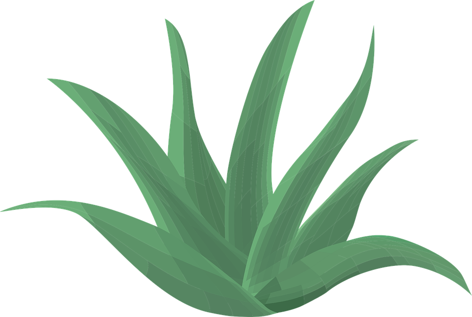 Aloe vera png1