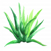 Aloe vera png8