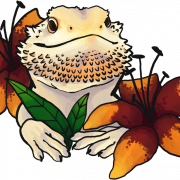 Bearded Dragon Background PNG