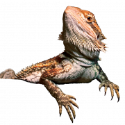 Bearded Dragon PNG