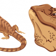 Bearded Dragon PNG Clipart