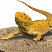 Bearded Dragon PNG File