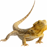 Bearded Dragon PNG Free Image