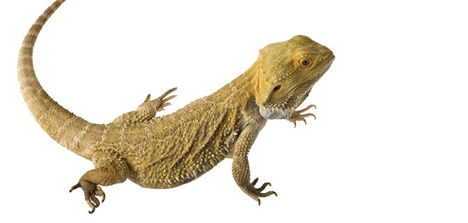 Bebaarde Dragon PNG -afbeelding