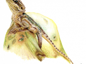 Bearded Dragon PNG Images