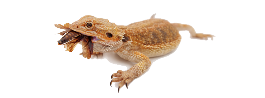 Bearded Dragon PNG Photo