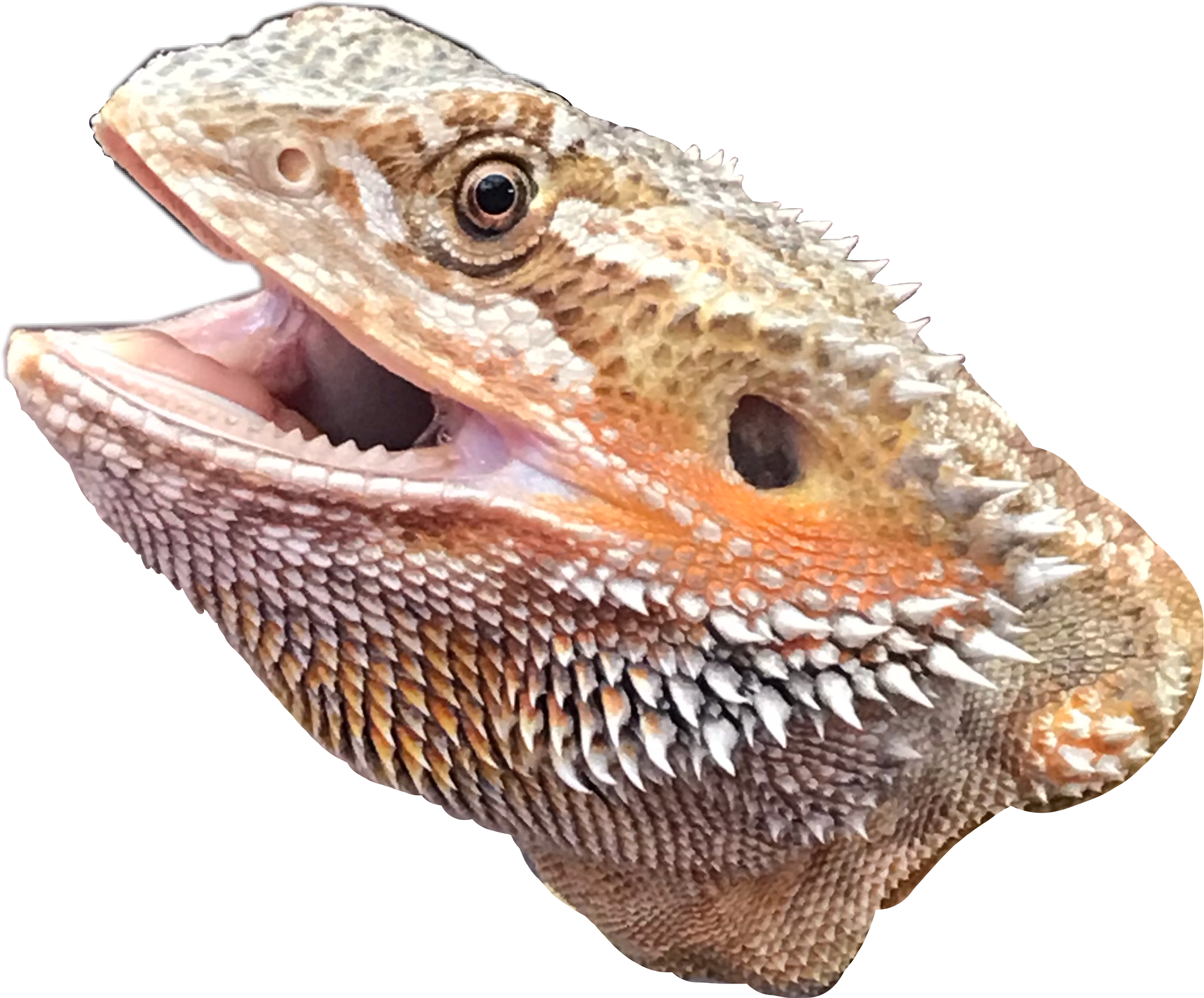 Bearded Dragon PNG Pic