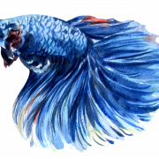Betta Background Png