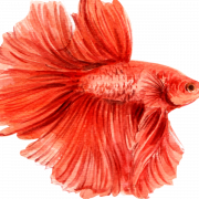 Betta PNG Background