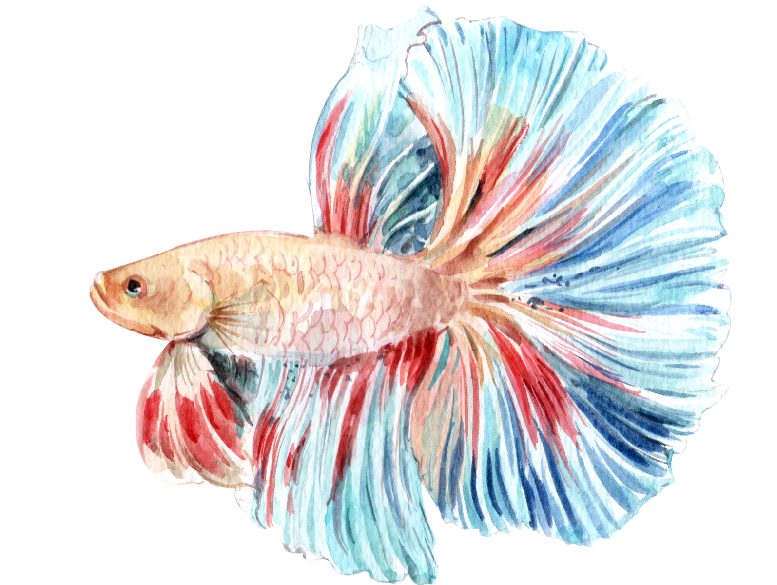 Betta PNG Image File