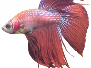Betta PNG Images
