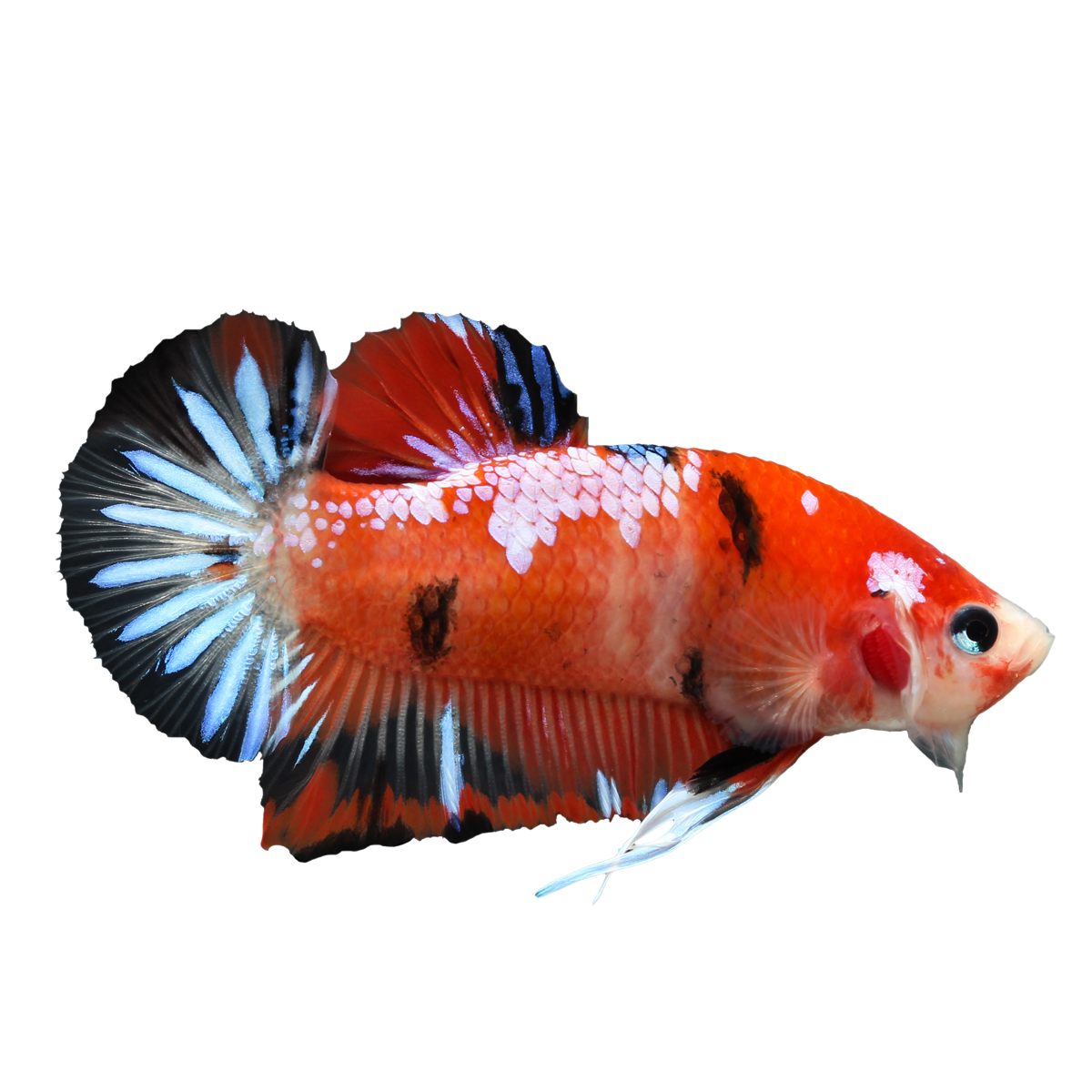 Betta PNG Images HD
