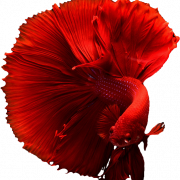 Betta PNG Pic