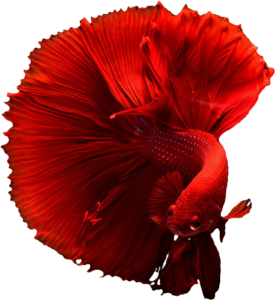 png png betta