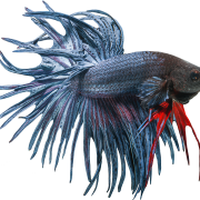 Betta PNG Picture