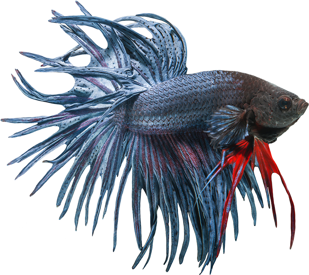 Betta PNG Picture
