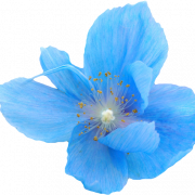 Ilustração de flores azuis