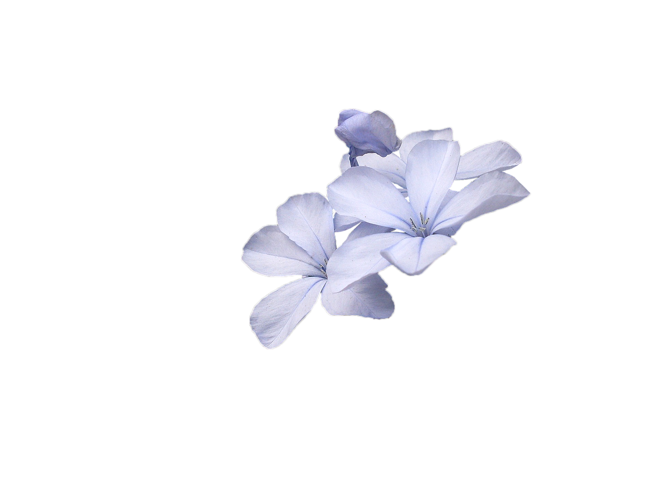 Blue Flower PNG Cutout