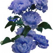 Синий цветок файл изображения PNG