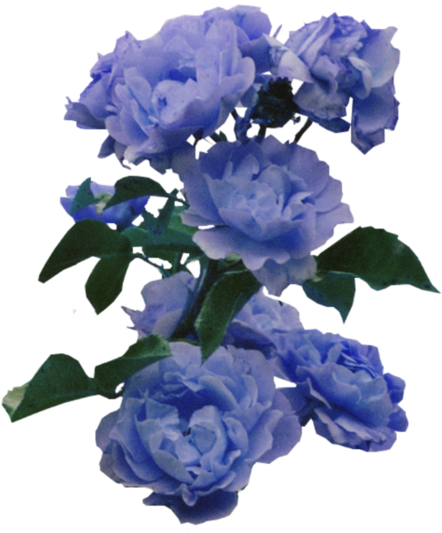 Blue Flower PNG Image File