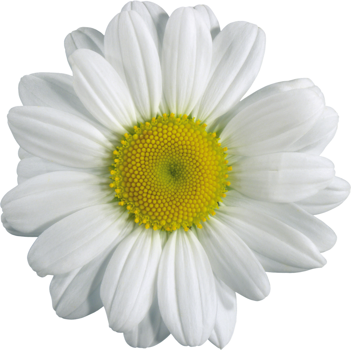 Camomile Flower PNG Cutout