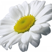 Camomile Flower PNG File