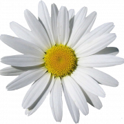 Camomile Flower PNG Image