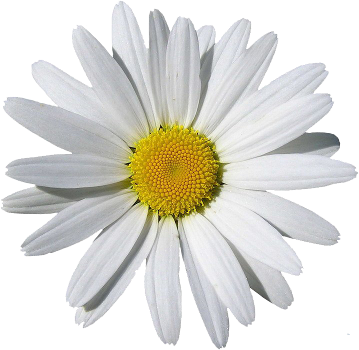 Imagen de png de flor de camomilla