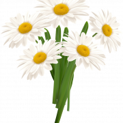 Camomile Flower PNG Images
