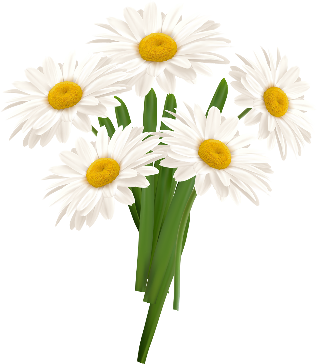 Camomile Flower PNG Images