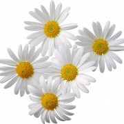 Camomile Flower PNG Photo