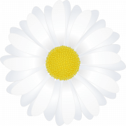 Camomile Flower PNG Pic