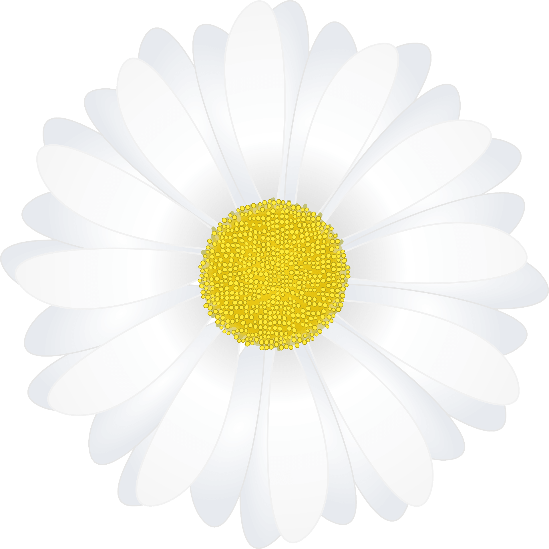 Camomile Flower Png Pic