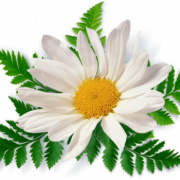 CLIPART PNG CAMOMILE